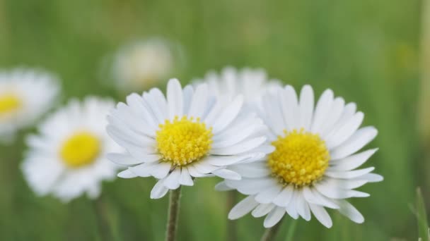 Close Daisies Grass Daisies Spring Background — Stock Video