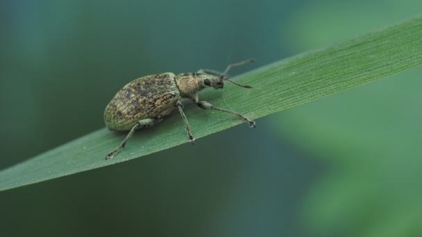 Escarabajo Otiorhynchus Hierba Plagas Insectos Jardín — Vídeos de Stock