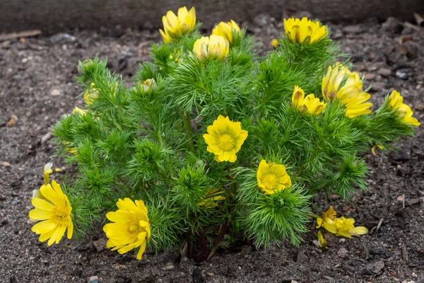 Adonis Vernalis Planta Verde Olho Faisão Primavera Com Flores Amarelas — Fotografia de Stock