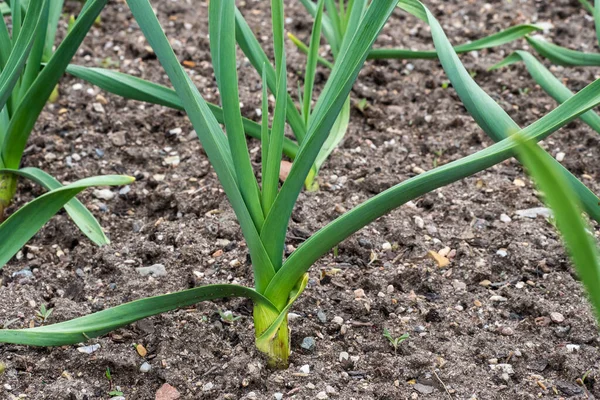 Young Leek Plants Growing Vegetable Garden — Stock Photo, Image