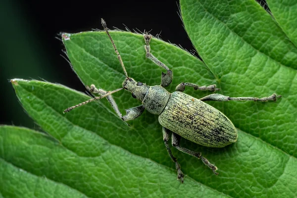 Scarabeo Otiorhynchus Una Foglia Fragola — Foto Stock