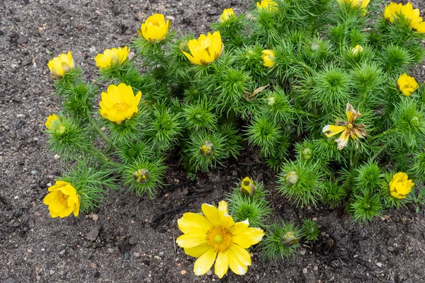 Adonis Vernalis Planta Verde Olho Faisão Primavera Com Flores Amarelas — Fotografia de Stock