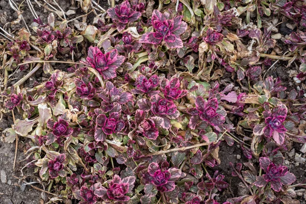 布格莱草多彩的叶子 Ajuga Reptans 药用植物 — 图库照片