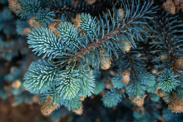 Young Shoots Branches Blue Spruce — Stock Photo, Image