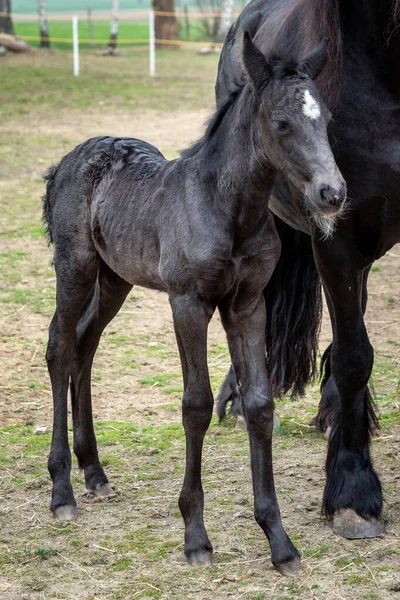 Svart Märr Och Föl Hagen — Stockfoto