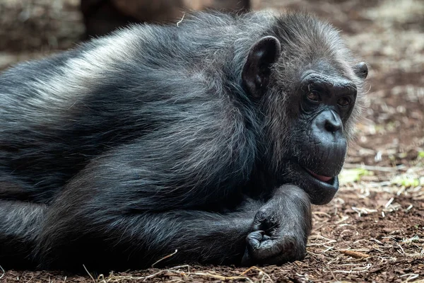 Retrato Del Chimpancé Pan Troglodytes — Foto de Stock