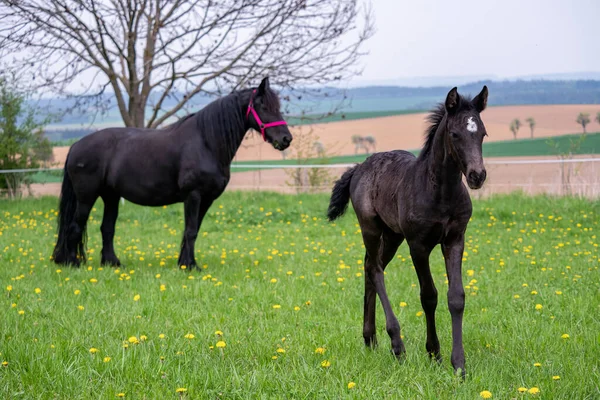 Stute Und Fohlen Auf Der Weide — Stockfoto