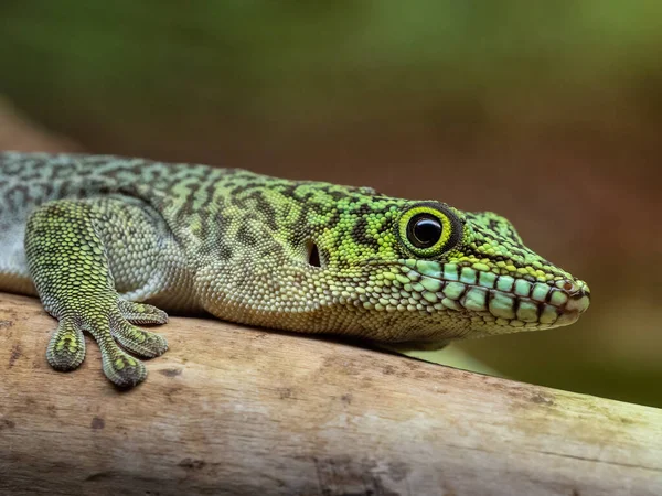 Stehender Gecko Phelsuma Standingi — Stockfoto