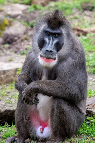 Portrait Drill Monkey Mandrillus Leucophaeus — Stock Photo, Image