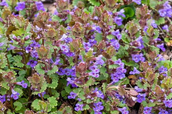 Feuilles Vertes Fleurs Violettes Plante Glechoma Hederacea Dans Jardin Est — Photo