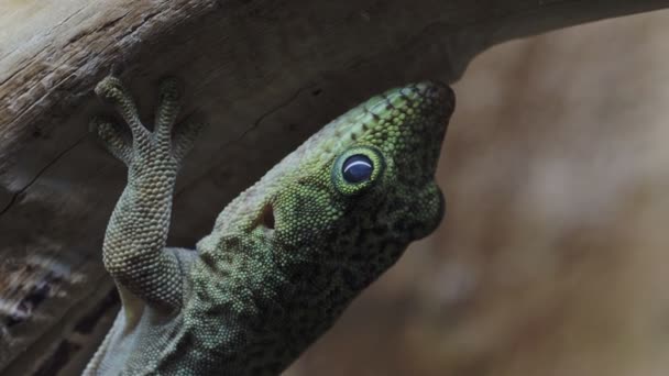 Stående Dag Gecko Phelsuma Standingi — Stockvideo