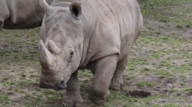 Güney beyaz gergedanı (Ceratotherium simum simum). Kritik tehlike altındaki hayvan türleri.