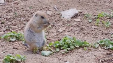 Çayır köpeği yaprak yer (Cynomys ludovicianus)