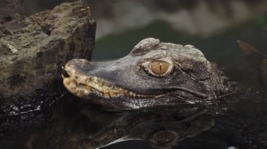 Bir timsah (Paleosuchus palpebrosus) Başkanı. Cüce Kayman.