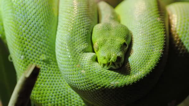 Python Árvore Verde Morelia Viridis Close Retrato Arte — Vídeo de Stock