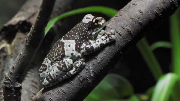 Amazon Mjölk Frog Trachycephalus Resinifictrix — Stockvideo