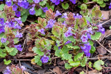 Bahçedeki Glechoma Hederacea bitkisinin yeşil yaprakları ve mor çiçekleri. Bu, naneli Lamiaceae ailesinin aromatik, daimi, yemyeşil sürüngenidir. İlaç bitkileri .
