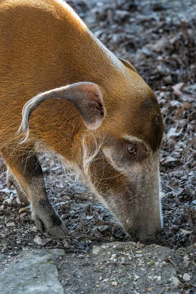Red River Hog Potamochoerus Porcus Looking Food — Foto de Stock