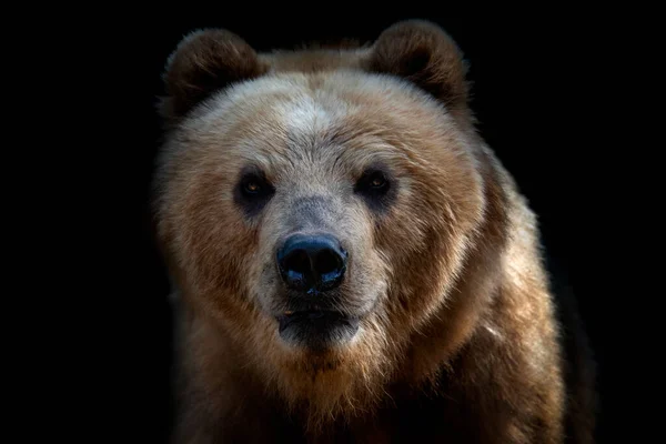 Vista Frontal Urso Marrom Isolado Fundo Preto Retrato Urso Kamchatka — Fotografia de Stock