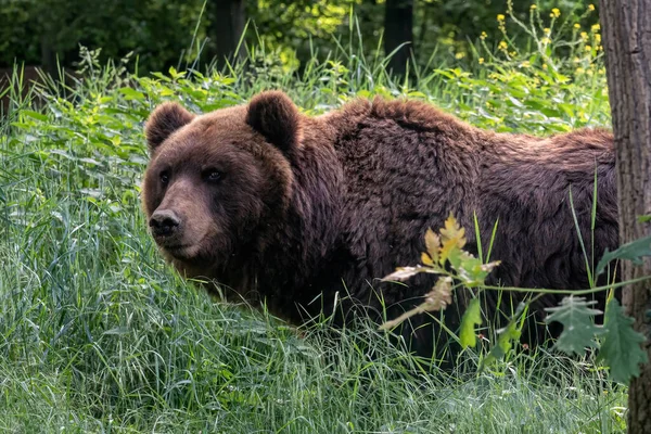 Brown bear in the forest. Kamchatka bear (Ursus arctos beringianus)