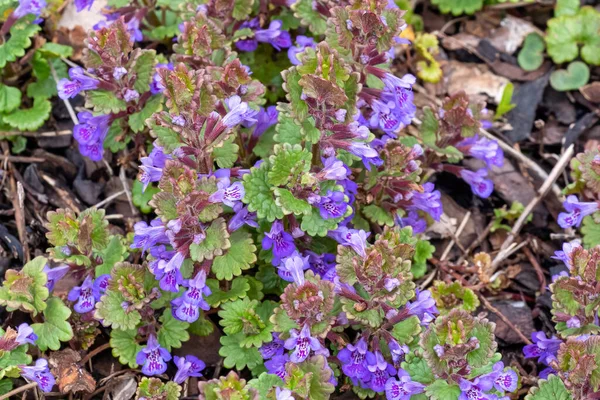 Feuilles Vertes Fleurs Violettes Plante Glechoma Hederacea Dans Jardin Est — Photo