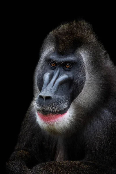 Portrait Drill Monkey Mandrillus Leucophaeus Monkey Head Isolated Black Background — Stock Photo, Image
