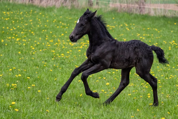 Czarne Źrebaki Galopują Przez Łąkę Warlander Skrzyżowanie Konia Fryzyjskiego Anduluzyjskiego — Zdjęcie stockowe