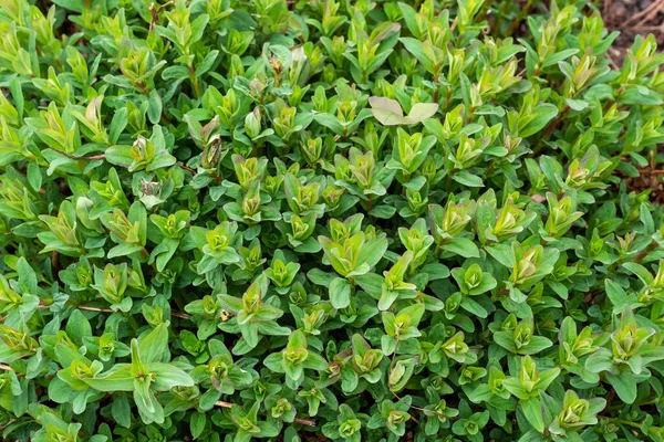 Hypericum Perforatum Millepertuis Millepertuis Commun Perforé Plantes Médicinales — Photo