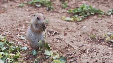 Çayır köpeği yaprak yer (Cynomys ludovicianus)