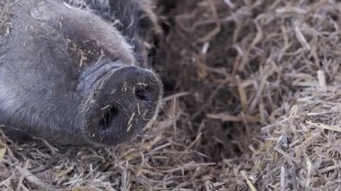 Yaban domuzunun burnuna yakın çekim. Yaban domuzu (Sus scrofa) pipetin üzerinde dinleniyor
