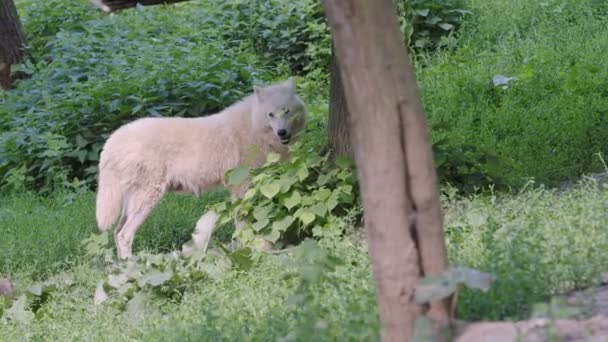 Loup Arctique Petits Canis Lupus Arctos Également Connu Sous Nom — Video