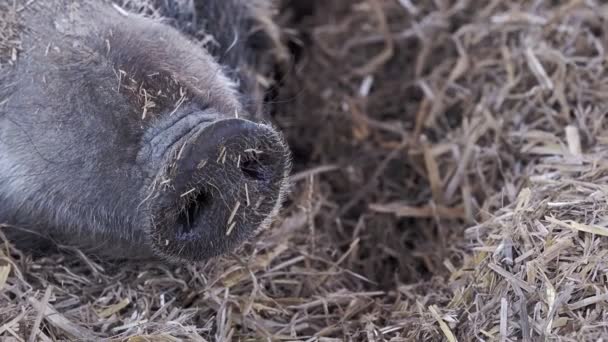 Close Van Snuit Van Een Wild Zwijn Wilde Zwijnen Sus — Stockvideo