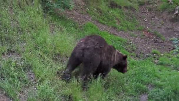 Καφέ Αρκούδα Ursus Arctos Στο Δάσος — Αρχείο Βίντεο