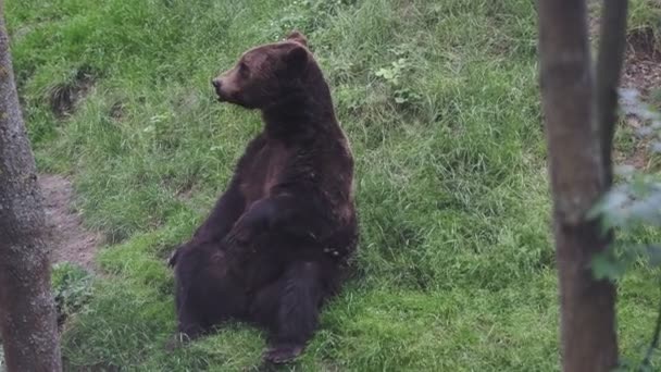 森の中で熊 ウルス アルクト を休ませる — ストック動画