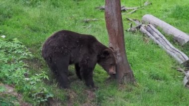 Ormanda kahverengi ayı (Ursus arctos)