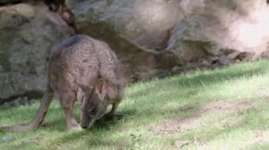 Wallaby çim yer, Wallabia bicolor, küçük kangurulardan biridir..