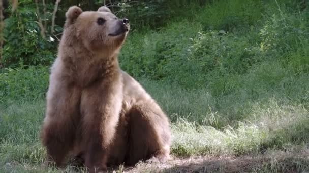 Urso Kamchatka Ursus Arctos Beringianus — Vídeo de Stock