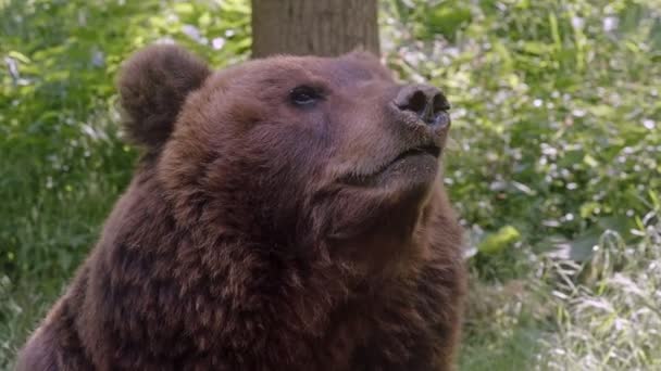 Vista Frontal Urso Pardo Retrato Urso Kamchatka Ursus Arctos Beringianus — Vídeo de Stock