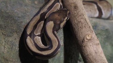 Kraliyet Pitonu, piton rejimi. Bir dala dolanmış yılan.