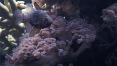 Pijama kardinali (Sphaeramia nematoptera), benekli kardinalbalığı olarak da bilinir..