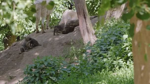 Arctische Wolf Met Welpen Canis Lupus Arctos Ook Bekend Als — Stockvideo