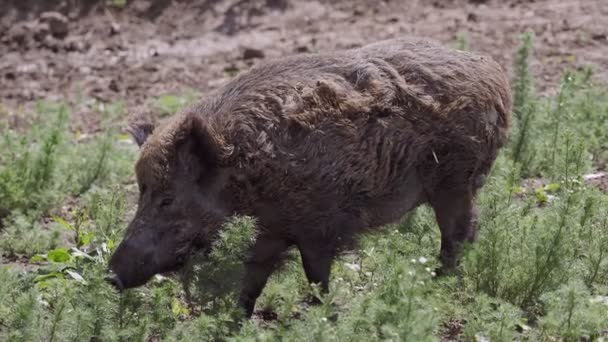 Кабан Траве Sus Scrofa — стоковое видео