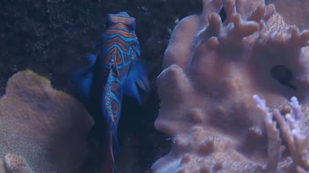 Mandarinky Neboli Mandarínský Drak Synchiropus Splendidus Malá Tropická Ryba — Stock video