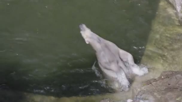 Kutup Ayısı Banyo Yapıyor Havuzunda Oynuyor Ursus Maritimus — Stok video