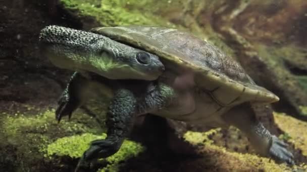 Turtle Krční Chelodina Mccordi — Stock video