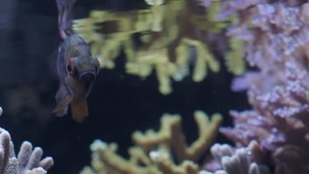 Pyjama Cardinalfish Sphaeramia Nematoptera Également Connu Sous Nom Cardinalfish Tacheté — Video