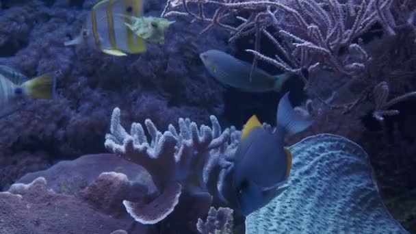 Groep Koraalvissen Tropische Vissen Het Zoutwateraquarium — Stockvideo