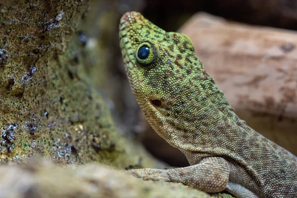 Καλημέρα Γκέκο Phelsuma Standingi — Φωτογραφία Αρχείου