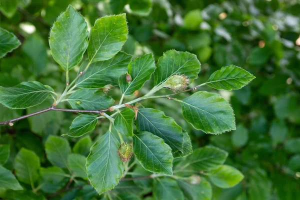 Fresh Green Beech Leaves Springtime — Stock Photo, Image