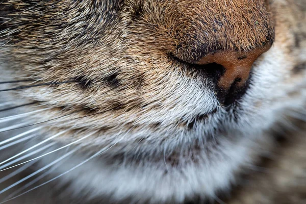 Close Cat Snout Whiskers Close Cat — Stock Photo, Image